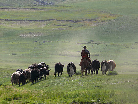 Scène pastorale dans la vallée de l'Orkhon