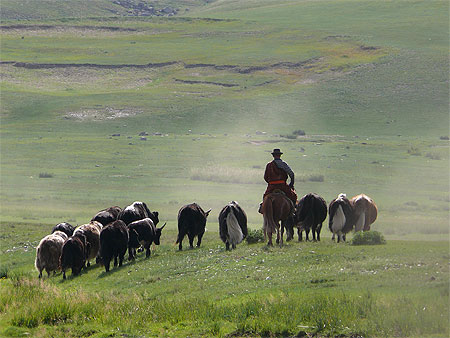 Scène pastorale dans la vallée de l'Orkhon Scène pastorale dans la vallée de l'Orkhon