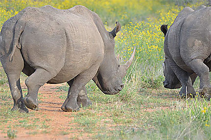 Rhinocéros blancs