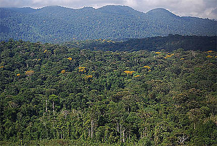 Forêt amazonienne vers Saül