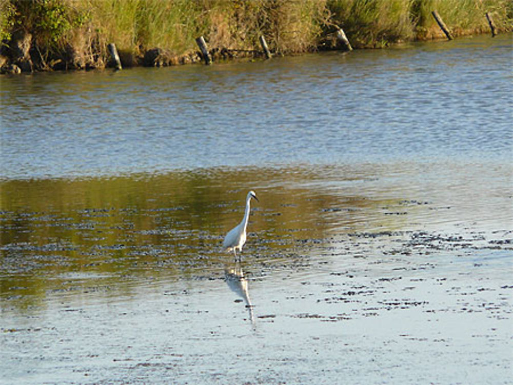 Echassier dans les marais salants