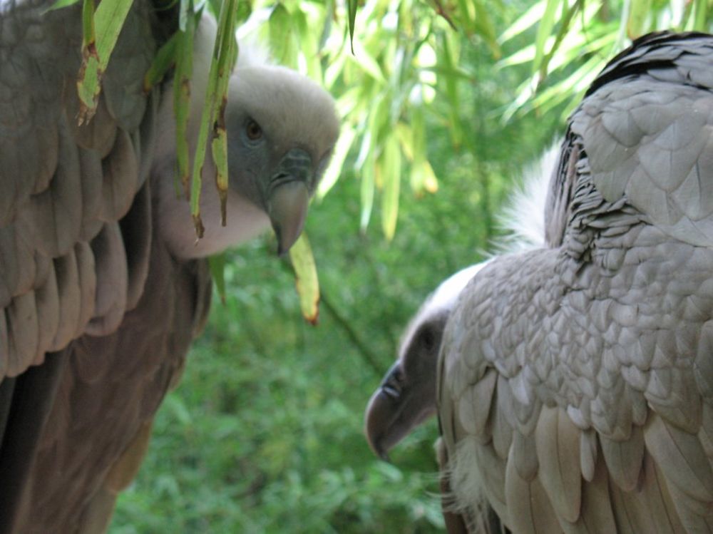 Les Vautours du Zoo de Doué