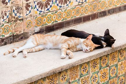 Alger - Musée Beaux Arts - La sieste des chats