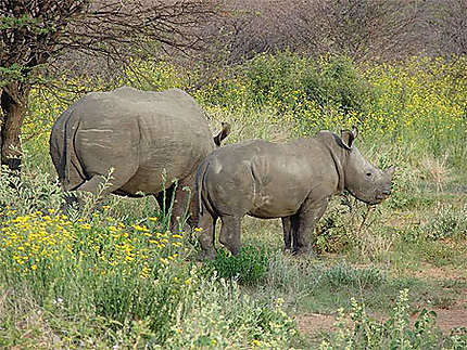Rhinocéros blancs