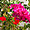Lisbonne - Fleurs d'hibiscus et de bougainvillier
