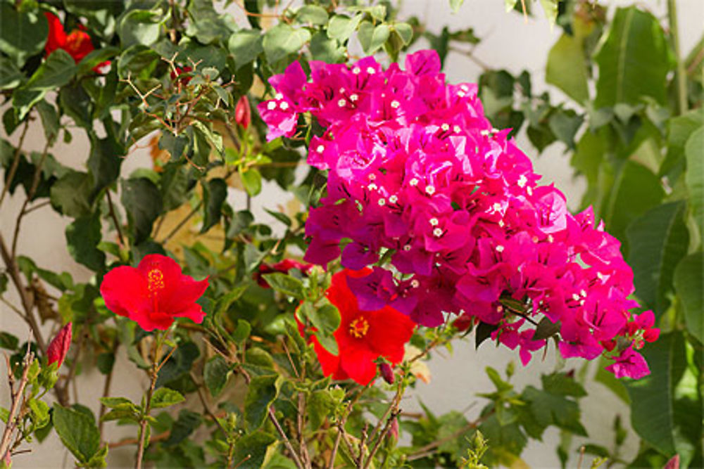 Lisbonne - Fleurs d'hibiscus et de bougainvillier