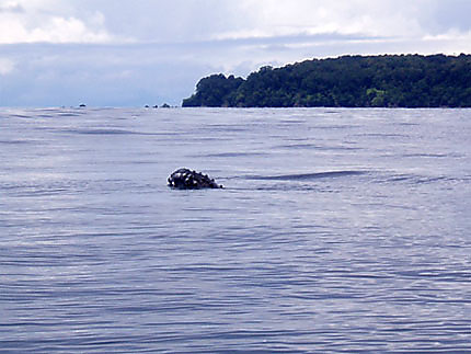 Baleine à bosse près d'isla del cano