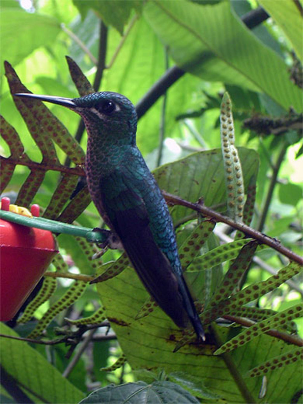 Colibri