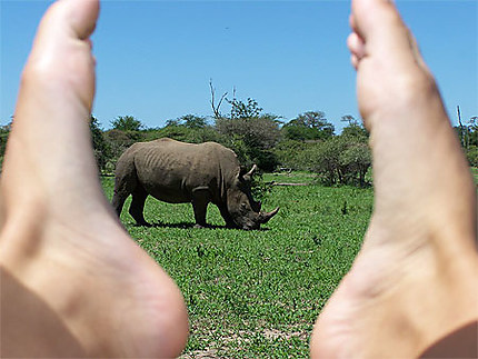 Un rhinoceros bien cadré!
