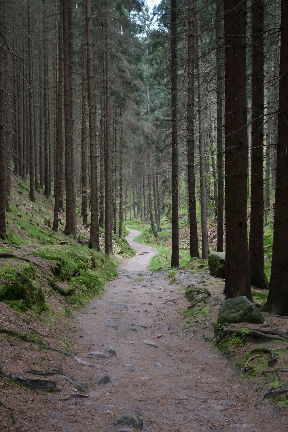 Chemin en forêt