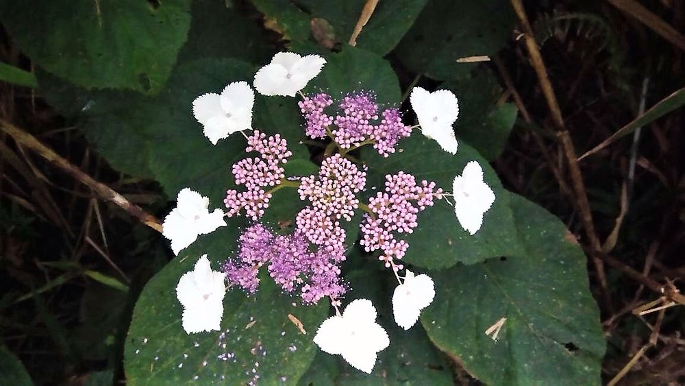 Taiwan et ses magnifiques plantes