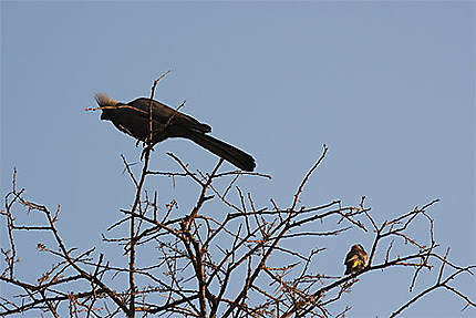 Oiseaux sur la branche