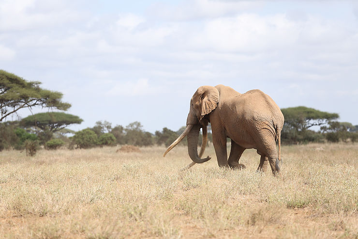 Parc Amboseli et ses éléphants sur fond de Kilimandjaro : magique !