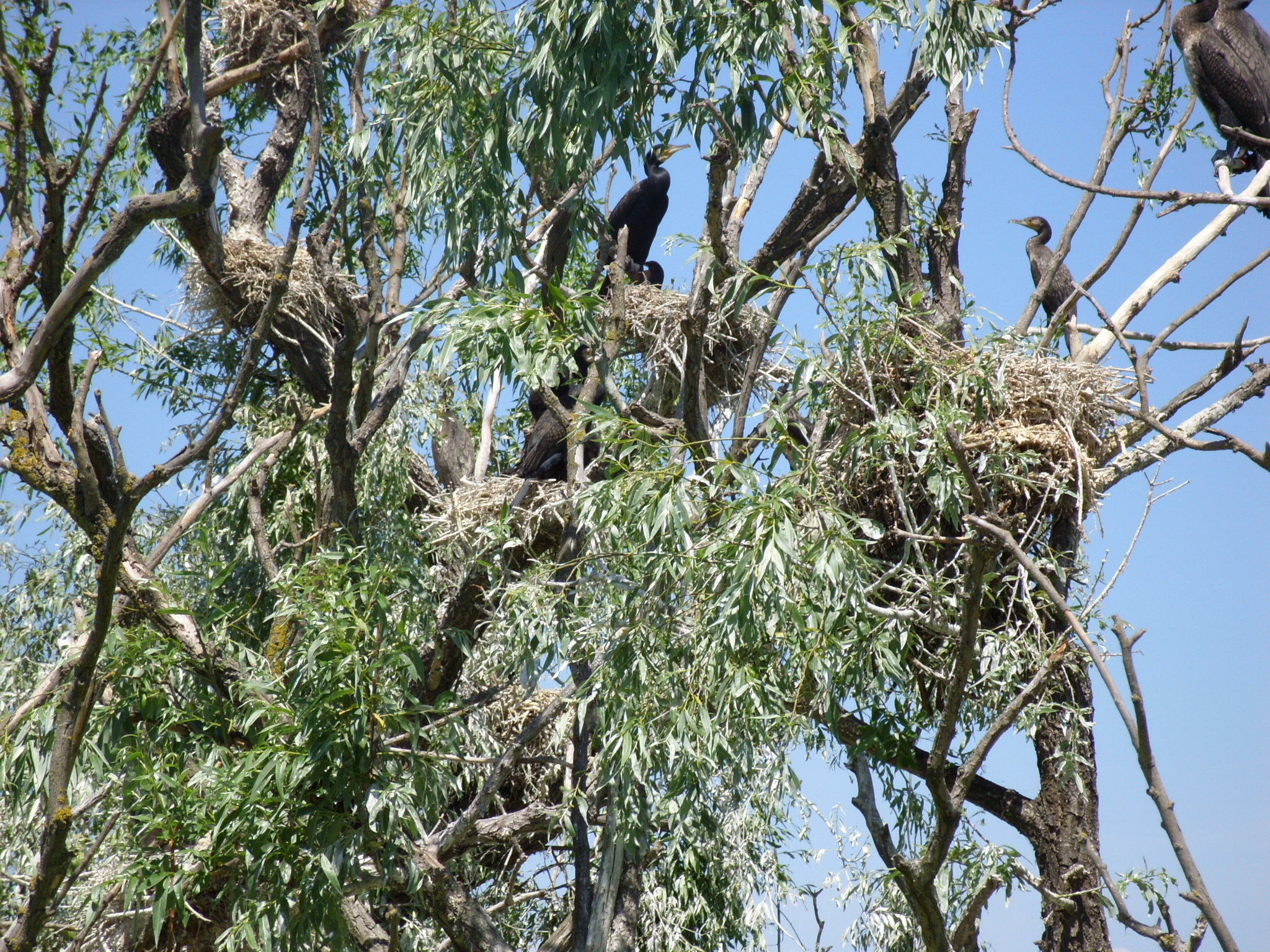 Nidification des cormorans