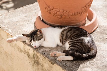 Alger - Musée Beaux Arts - La sieste du chat