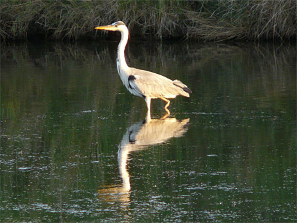 Echassier dans les marais salants