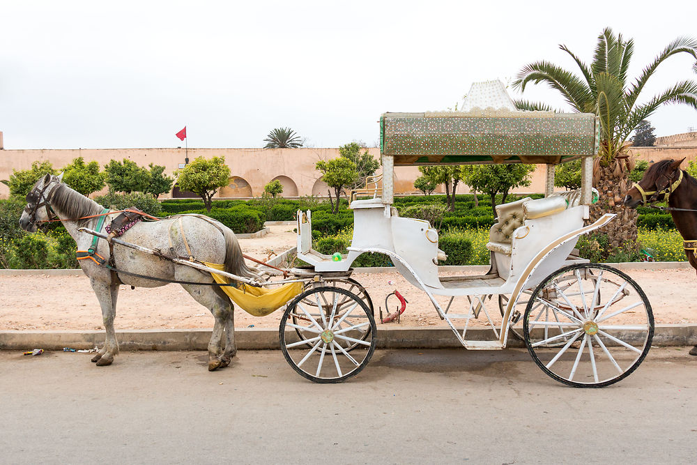 Cheval et calèche au repos