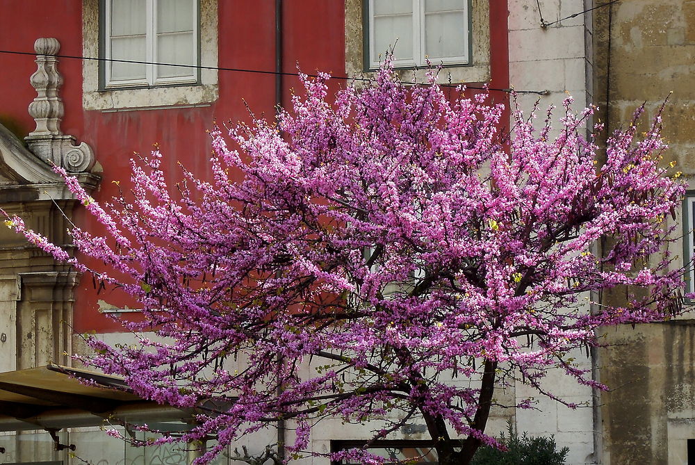 Le printemps lisboète