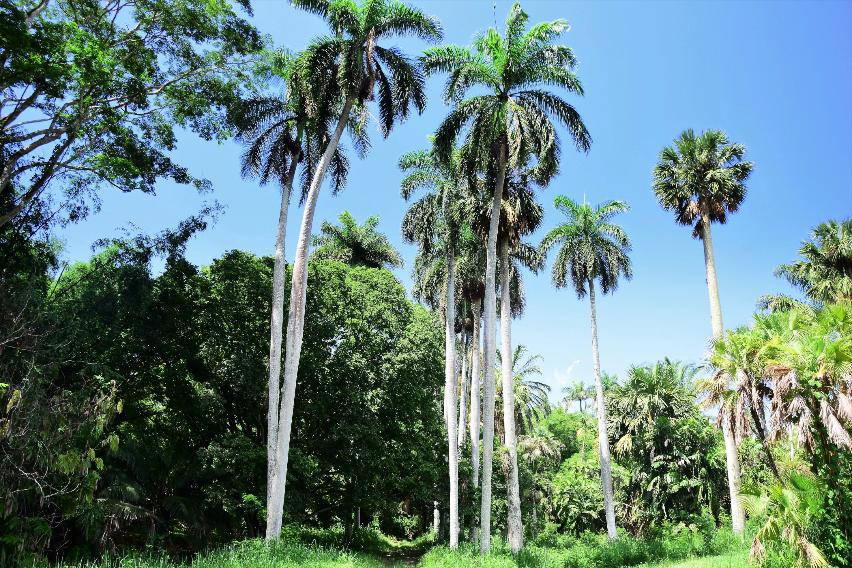Promenade dans le jardin botanique de Cienfuegos