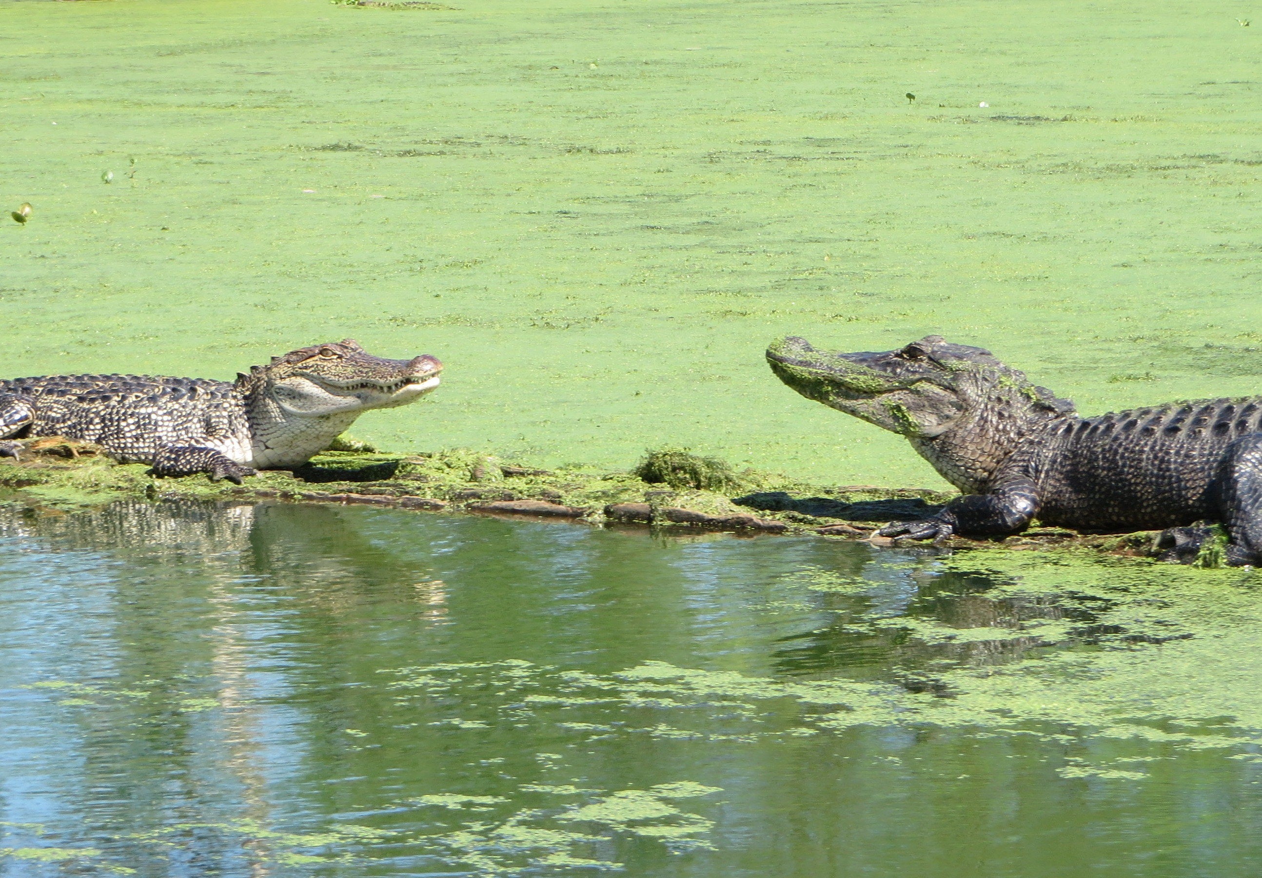 Crocodiles à Saint Martinville