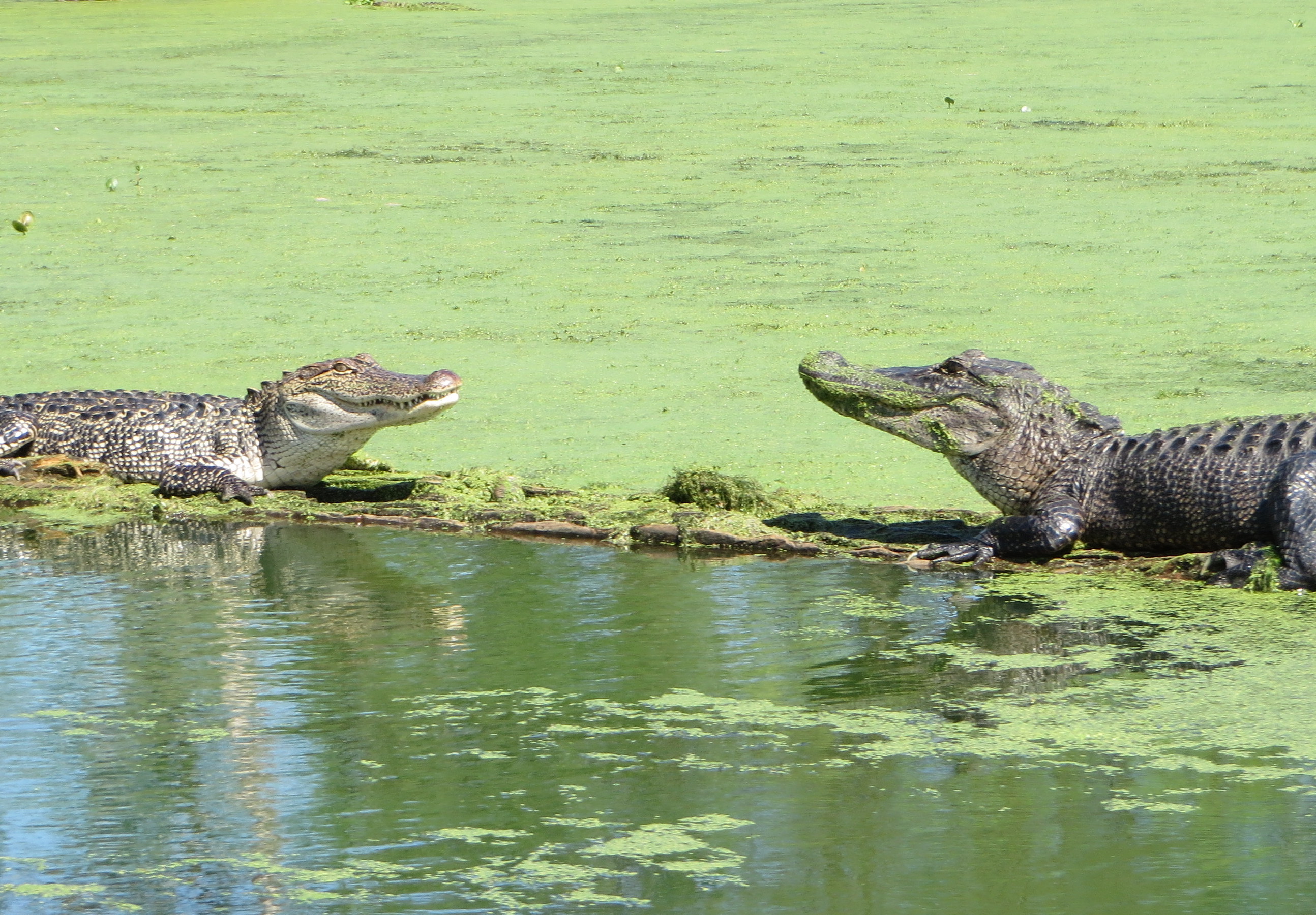 Crocodiles à Saint Martinville Crocodiles à Saint Martinville