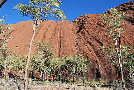 Uluru et les Eucalyptus