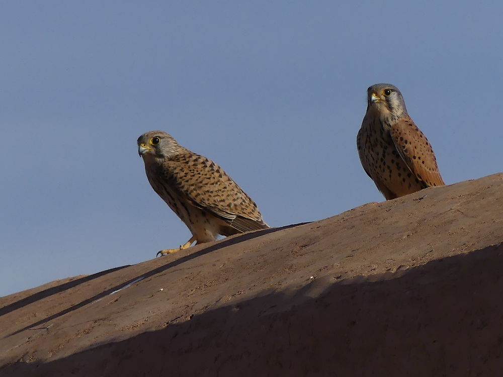 Faucons crécerelles 