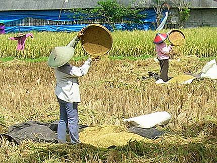 Femmes battant le riz.