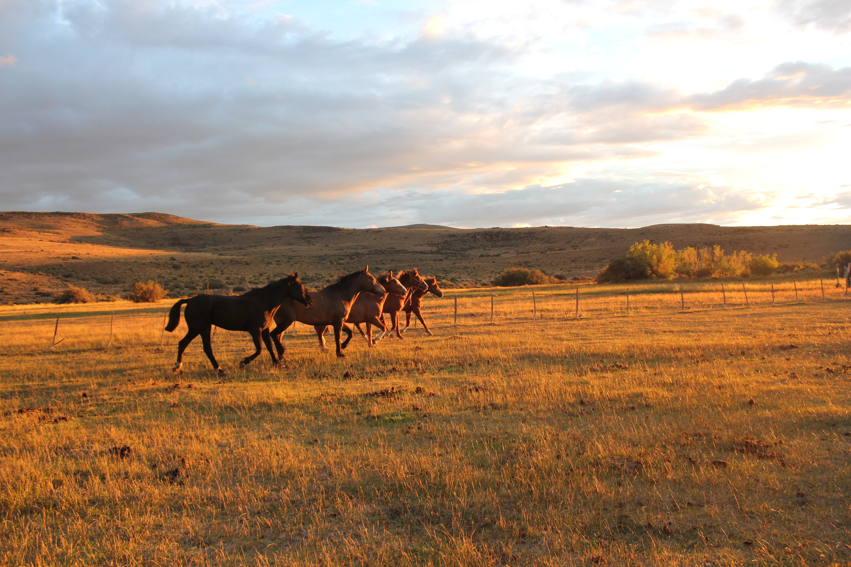 Les chevaux de la Pampa Les chevaux de la Pampa