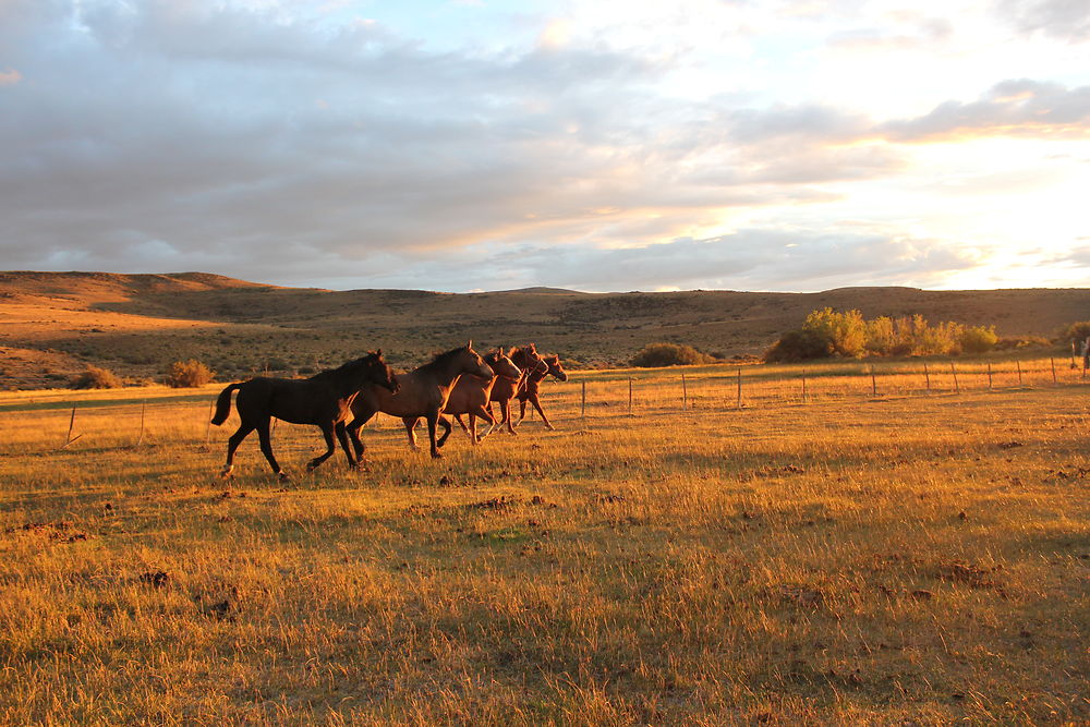 Les chevaux de la Pampa