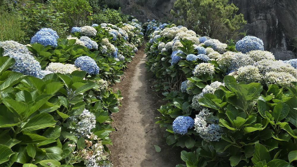 Hortensias