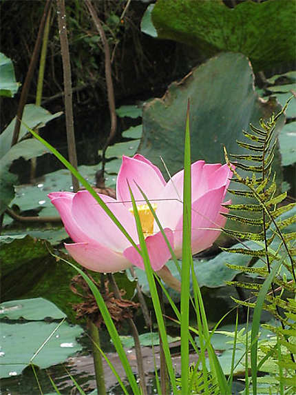 Lotus au Temple Pura Taman Ayun