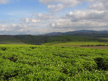 Plantations de thé Plantations de thé
