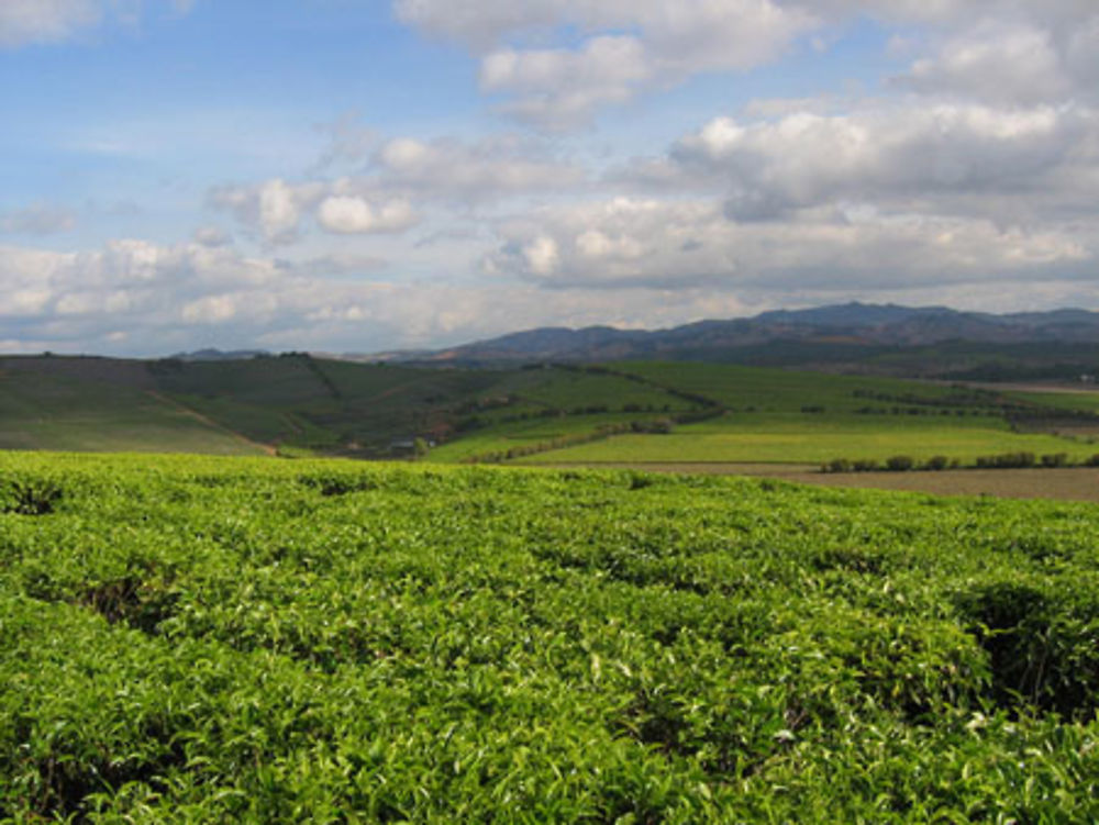 Plantations de thé