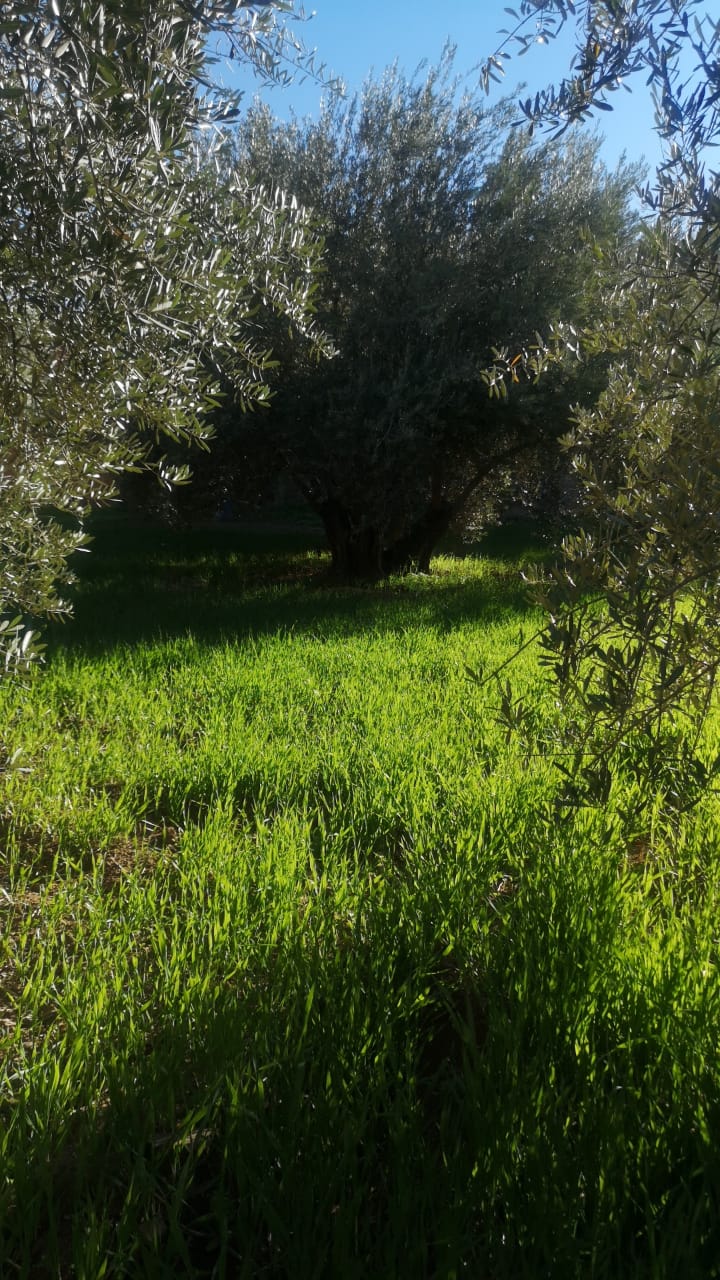 Nature Nature