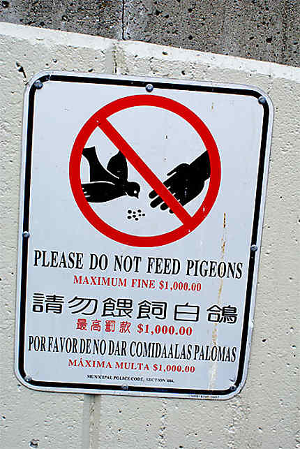 Pigeons polyglottes