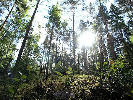 Rando-kayak sur le lac Linansaari Rando-kayak sur le lac Linansaari