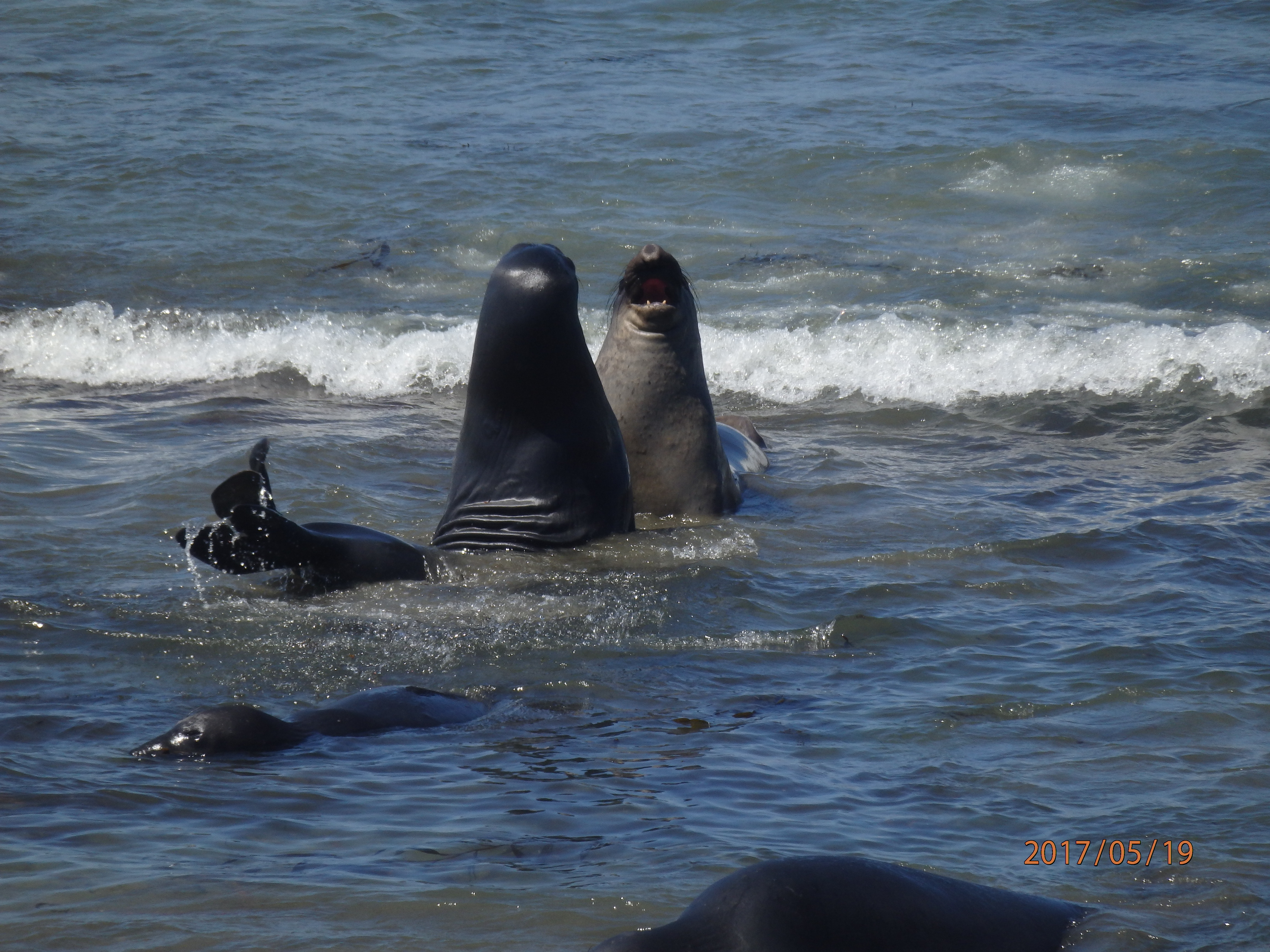 Les éléphants de mer nous saluent ! Les éléphants de mer nous saluent !