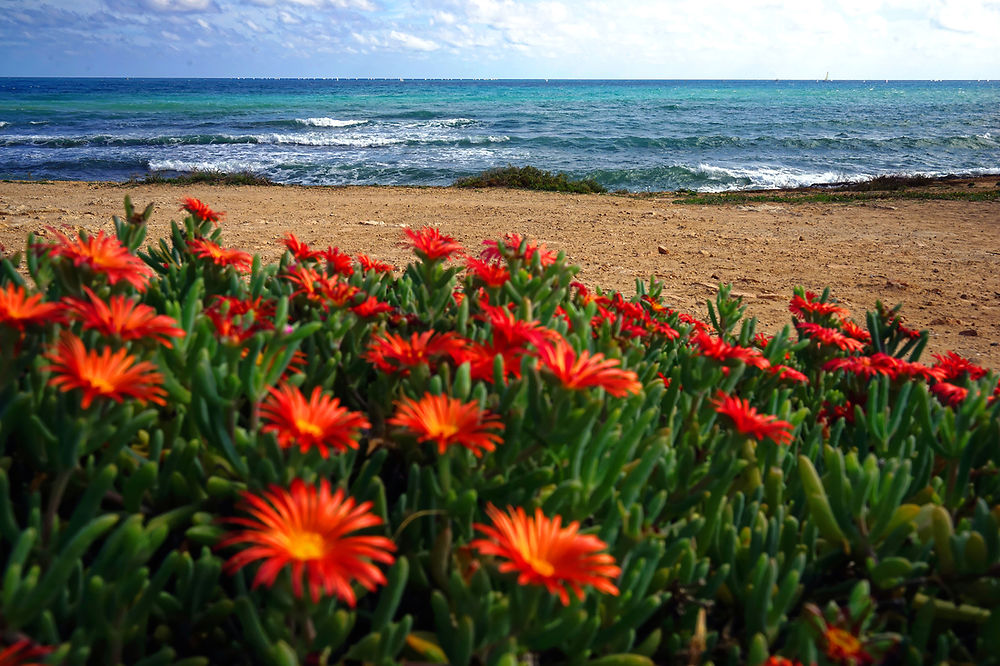 Sea and flowers