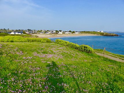 Un tapis de fleurs dans le Finistère