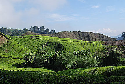 Les champs de thé