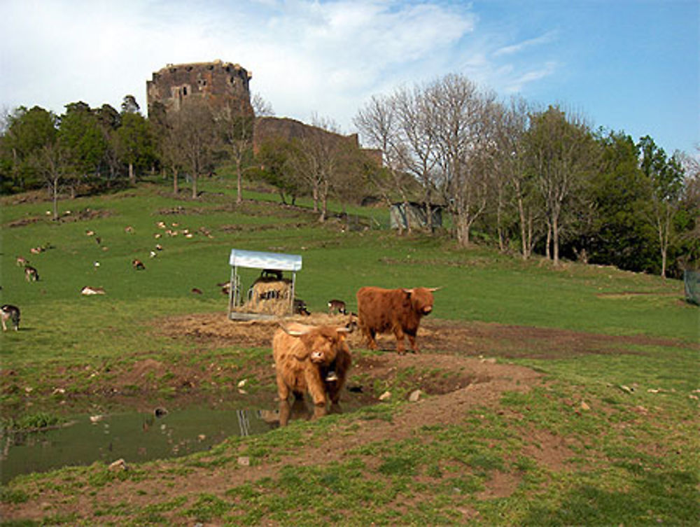 Les vaches salers