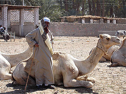 Chamelier au marché aux chameaux