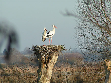 Les cigognes de la baie de Somme Les cigognes de la baie de Somme