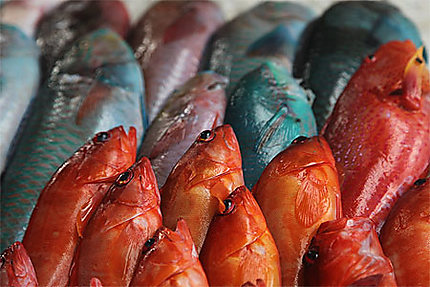 Pêche colorée