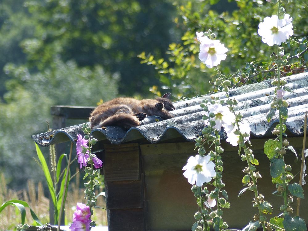 Le chat de l'écluse se repose au soleil 