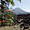 Le Pico, les coulées et l'arbre Grevillea robusta