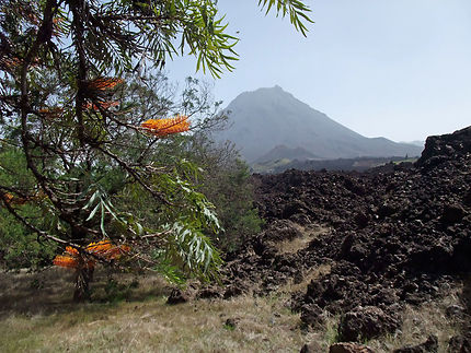 Le Pico, les coulées et l'arbre Grevillea robusta