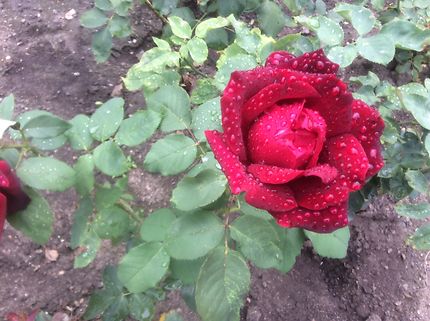 Rose après la pluie