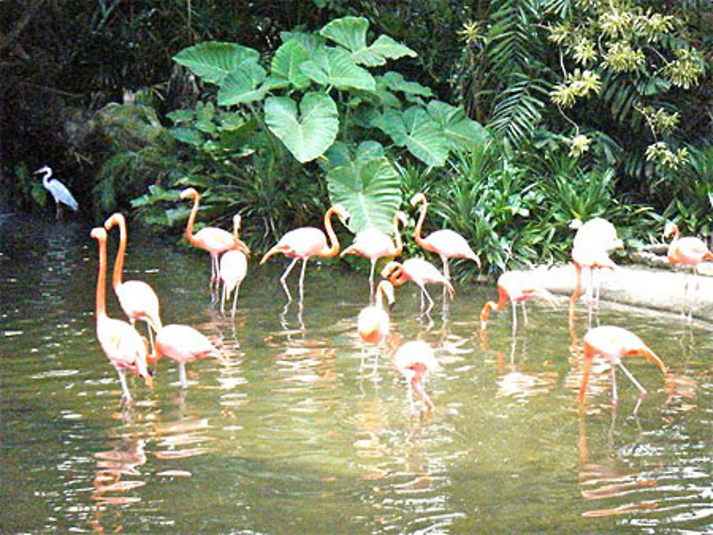 Jurong Bird Park